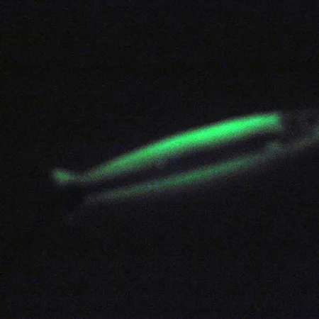 Silver Horde Coho Killer UV Glow Lusikka, Valkoinen/Vihreä, 5g, UV, #3004