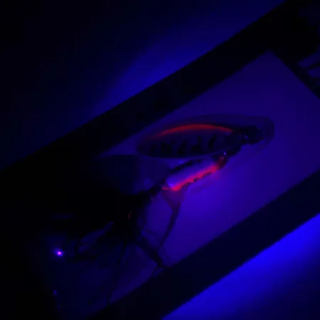 Worden’s Original Rooster Tail Lippa, Fire Tiger, 1/16oz, #RT.208.TNMT.B3