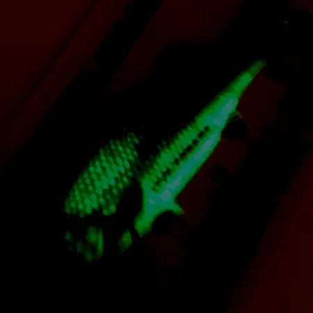 Northland Live Forage Glow Lusikkauistin, Sateenkaarikala, 7g, #5140