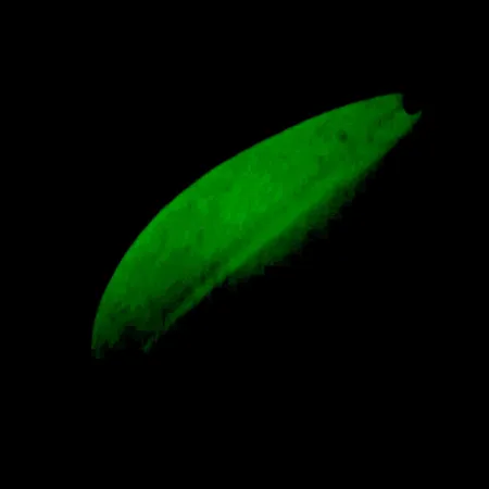 Lusikka TODDCO Main liner Glow UV, Valko/Kelta/Nikkeli, 21g, UV, #5698