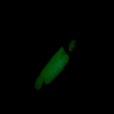 Luhr Jensen Crippled Herring Lusikka, Valkoinen/Vihreä UV Glow, 21g, #5921