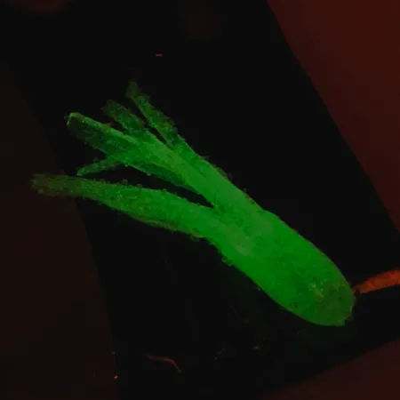 Bass Pro Shops Squermin' Squirts Tube, Valkoinen Glow, 3.5cm, Glow, #6094